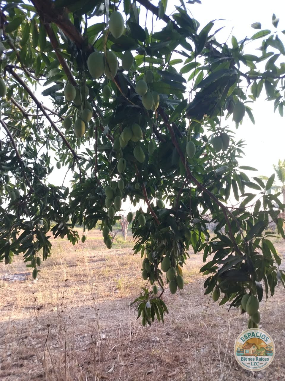 12 Hectareas en Venta - Cerca 5 de Mayo